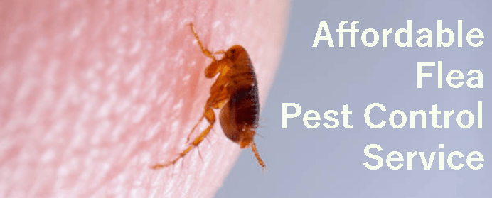 Affordable Flea Pest Control Fairfield
